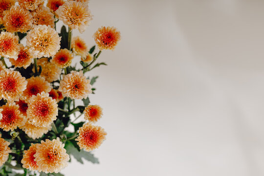 Orange cute chrysanthemum flowers with shadows and copy space on white background, top view. Autumn orange flowers frame