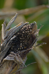 Severely rotted corn ear covered in dark gray mold and dry husks, a vertical symbol of total crop failure and devastating disease impact.