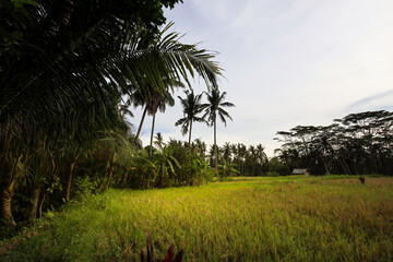 Field of grass with palm trees in the background