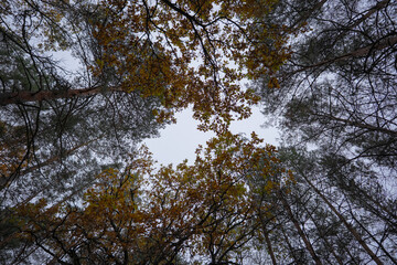 Canopy of treetops paints symmetrical, contrasting patterns against the sky.