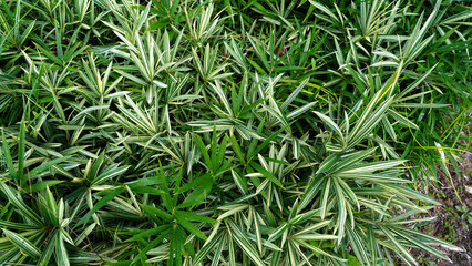Dwarf White-Stripe Bamboo (Pleioblastus fortunei) with Variegated Leaves in Natural Garden