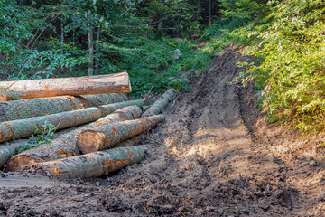 Felled tree trunks lying on a muddy track in a green forest, showing forestry and deforestation impact
