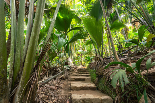 National Botanical Gardens (Vall&eacute;e de Mai) on the island of Praslin, Seychelles