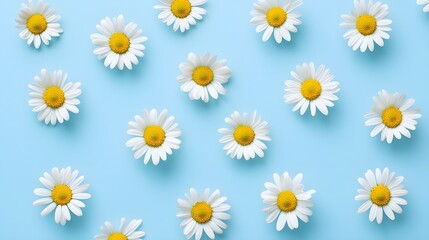 Fototapeta premium Fresh white daisies with yellow hearts on a light blue background, elegant minimal floral wallpaper design, neat and bright composition.