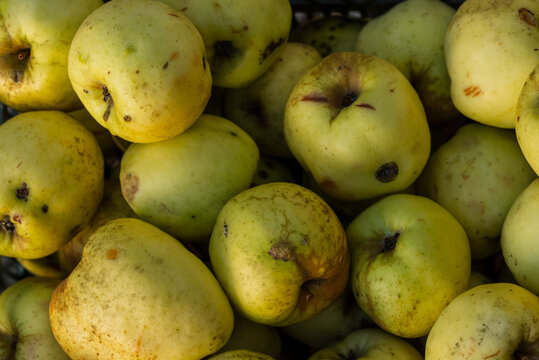 Fresh autumn apples in their natural state, with imperfections and real textures. Authentic seasonal fruit symbolizing harvest, simplicity, and the beauty of nature as it is.  - Powered by Adobe