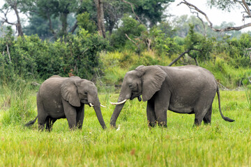Obraz premium Elephant walking and feeding on the plains in the Okavango Delta in Botswana.