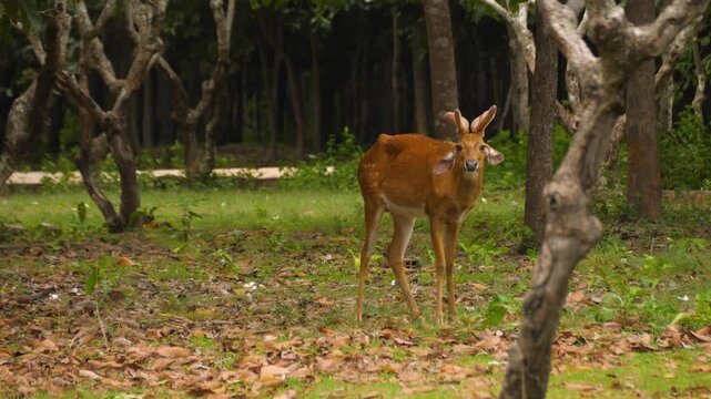 Swamp deer Barasingha wildlife animals Southeast Asia nature habitat