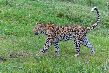 Leopard (Panthera pardus) hanging around and looking for prey in the Okavango Delta in Botswana 