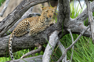 Leopard (Panthera pardus) hanging around and looking for prey in the Okavango Delta in Botswana 