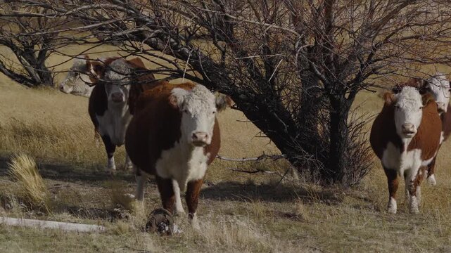 Lateral panning shot across dry grassland in Patagonia, Argentina, reveals small herd of Hereford cattle with distinctive red coats and white faces near a leafless tree, Prosopis flexuosa (algarrobo)