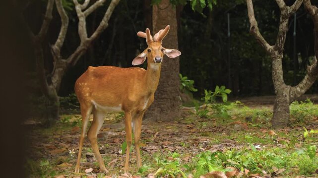 Swamp deer Barasingha wildlife animals nature reservation natural habitat outdoor forest