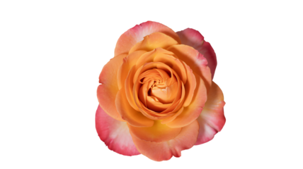 Two adorable teddy bears wearing festive hats and scarves holding hands