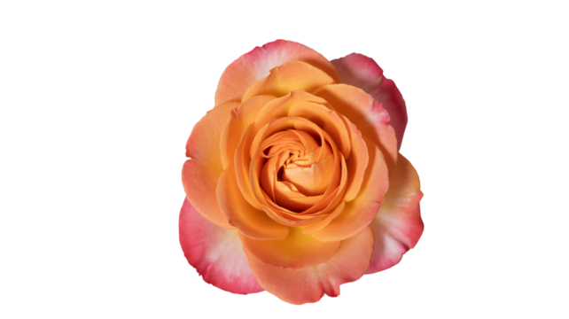 Two adorable teddy bears wearing festive hats and scarves holding hands