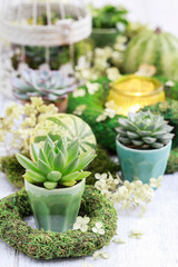 Moden table decoration for the party with succulent plants, green pumpkins, moss wreaths and candle holders.