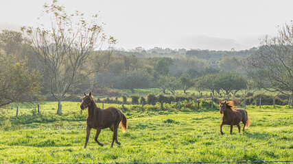 Horses galloping freely across the meadow