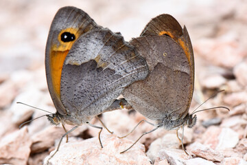 Two Maniola cypricola (Cyprus Meadow Brown) butterflies mating on rocky ground. The insects display the eye-spot on the underside of their brown and gray wings in a detailed close-up.