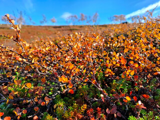 Close-up of colorful autumn tundra vegetation with small orange and red dwarf birch leaves glowing in sunlight under a bright blue sky. Arctic fall landscape in Lapland.