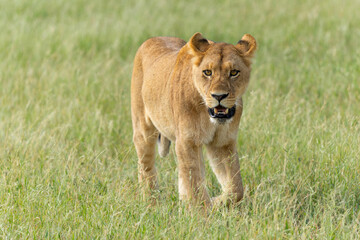 Lion (Panthera leo) in the green season. Lionesses walking and playing in the long green grass in the Okavango Delta in Botswana. 