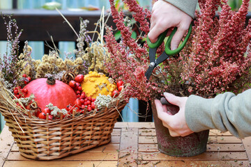 Florist at work: woman shows how to make seasonal autumn table decoration with pumpkins, flowers and plants in a wicker basket.