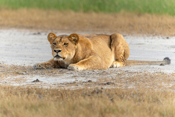 Lion (Panthera leo) in the green season. Lionesses walking and playing in the long green grass in the Okavango Delta in Botswana. 
