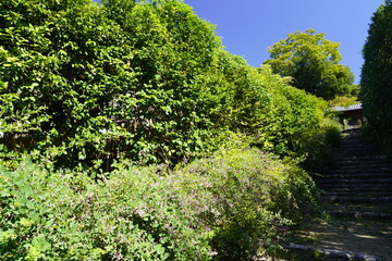 萩の花咲く坂道　