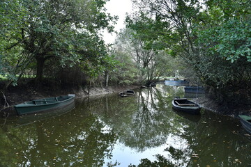 riviere dans un marais