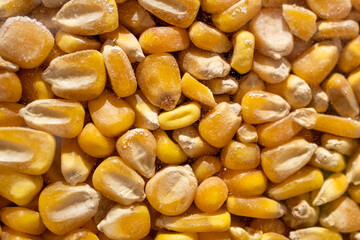 Background filled with yellow corn kernels