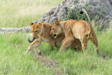 Lion (Panthera leo) in the green season. Lionesses walking and playing in the long green grass in the Okavango Delta in Botswana. 