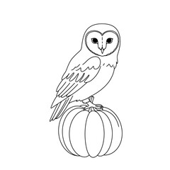 Barn Owl Perched on a Pumpkin.
