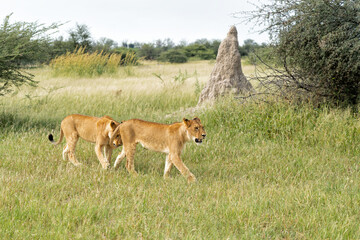 Lion (Panthera leo) in the green season. Lionesses walking and playing in the long green grass in the Okavango Delta in Botswana. 
