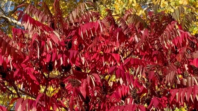 Vinegar tree in autumn with bright red leaves