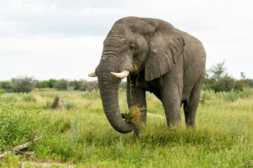Obraz premium Elephant walking and feeding on the plains in the Okavango Delta in Botswana.