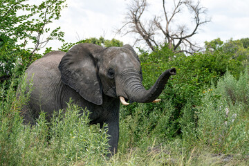 Elephant walking and feeding on the plains in the Okavango Delta in Botswana.