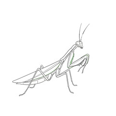 A detailed line drawing of a praying mantis, showcasing its unique anatomy and predatory nature isolated on white background