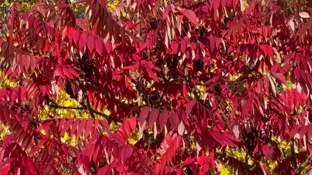 Red tree leaves in the sun's rays