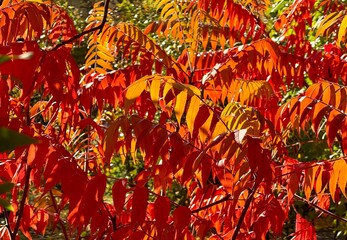 autumn leaves background