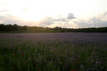 Summer Bloom of Poppies and Phacelia in the summertime