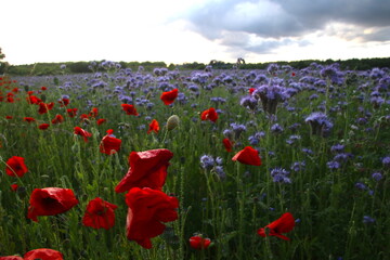 Sun-Drenched Poppies and Honeywort late afternoon
