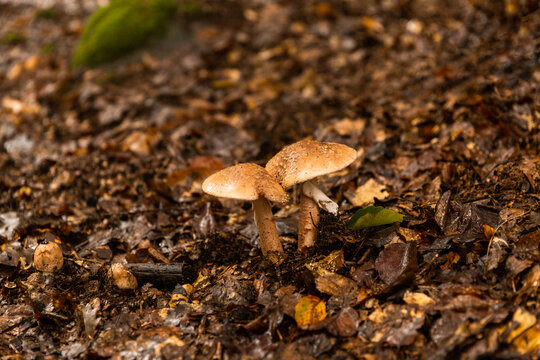 Champignons en gros plan dans une for&ecirc;t sur un sol d'&eacute;corces brunes de sous-bois, ambiance d'automne