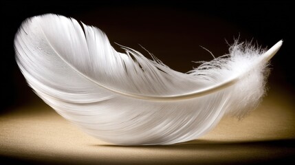 Obraz premium directional. A single white feather gently descending against a dark, textured background. wildlife magazines, conservation campaigns, designed for eco-tourism storytelling, used by project managers.