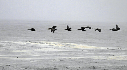cormorants in flight