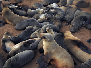 Cape fur seals