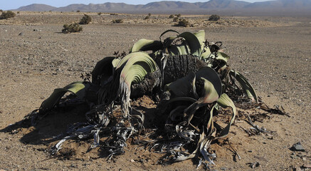 Welwithchia mirbilis in the Namib