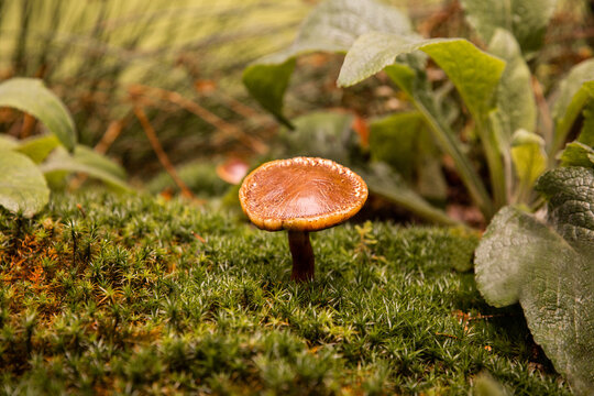 Champignon en gros plan au milieu des sous-bois, entour&eacute; de mousse et de feuilles vertes, ambiance aux couleurs de for&ecirc;t d'automne