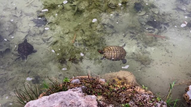 Red-eared turtle swims in a pond and basks in the sun