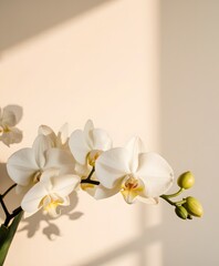 Fototapeta premium Elegant white orchid flowers with soft sunlight and gentle shadows on a light background