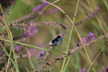 upper wings of blue pansy (Junonia orithya) butterfly