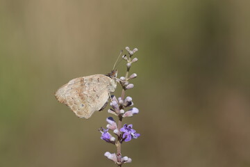underwing of blue pansy (Junonia orithya) butterfly