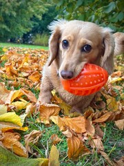 dog playing in the leaves 