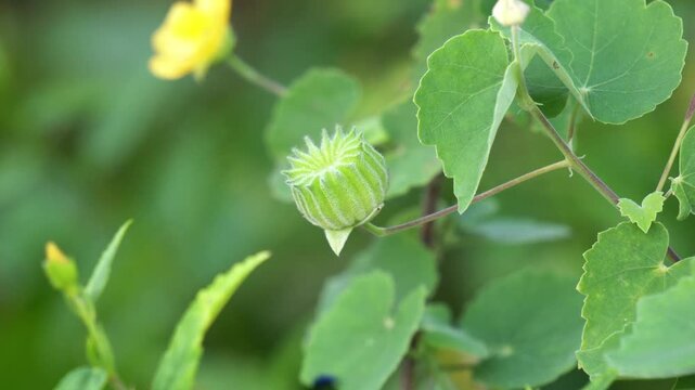 close up of a Abutilon indicum fruit .